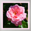 Search for pretty pink roses posters Flower