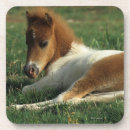 Search for miniature gifts Foal