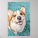 Search for cute baby animals posters Queen's dog