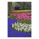 Search for hyacinths posters White