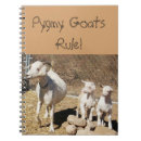Search for pygmy goat Goats