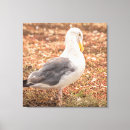 Search for gull photography Animal