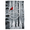 Search for cardinals on birch trees Winter