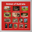 Search for dingo art Wildlife