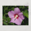 Search for postage photography Digital