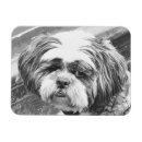 Search for shih magnets Animals