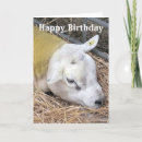 Search for sheeps cards Animals