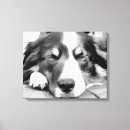 Search for border collie dog canvas prints Pets