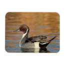 Search for pintail magnets Wildlife