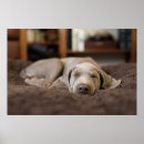 Search for puppy posters Weimaraner