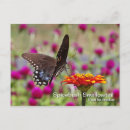 Search for lepidoptera postcards Insect