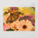 Search for cloak postcards Butterfly