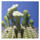 Search for tucson tiles Succulent
