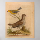 Search for vintage natural history posters Antique