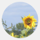 Search for crops stickers Sunflower