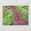 Search for pansy postcards Purple