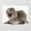 Search for african penguin postcards Horizontal