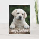 Search for yellow labrador birthday cards Dog