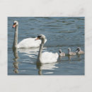 Search for mute postcards Beautiful