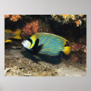 Search for raja Coral