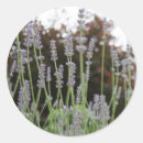 Search for herb photography Garden