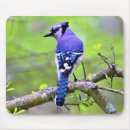 Search for blue jay mouse mats Nature