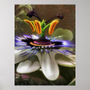 Search for passion art Flower