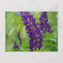 Search for new brunswick postcards Flower