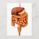 Search for digestion postcards Anatomy