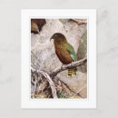 Search for kea postcards Parrot