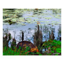 Search for pond turtle posters Wildlife