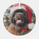 Search for brown dog christmas tree decorations Newfie