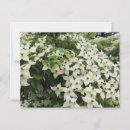 Search for spring bloom postcards Dogwood