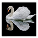 Search for white swan posters Bird