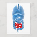 Search for x rays postcards Human