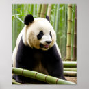Search for panda bear art Portrait