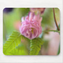 Search for columbines electronics Aquilegia