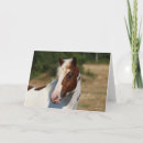 Search for haflinger horse cards Breed