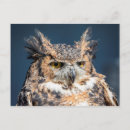 Search for horned postcards Birds of prey