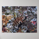 Search for juvenile posters Photography