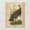 Search for ornithologist postcards Vintage