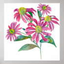 Search for echinacea posters Flower