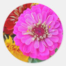 Search for zinnia flower stickers Colourful