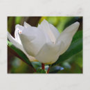 Search for white bloom postcards Botanical