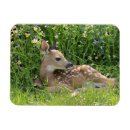 Search for odocoileus magnets Animal