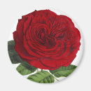 Search for rose red magnets Antique