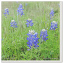 Search for blue bonnet Texas