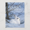 Search for snowshoe hare postcards Bunny