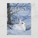 Search for rabbit at rest cards Hare
