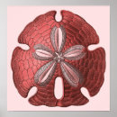 Search for sand dollar posters Dollars